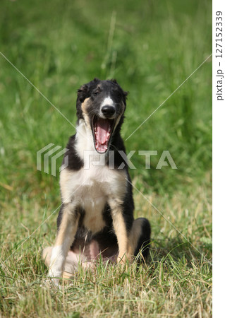 Amazing puppy of Borzoi sitting on the grass Amazing puppy of Borzoi sitting on the grass 127152339