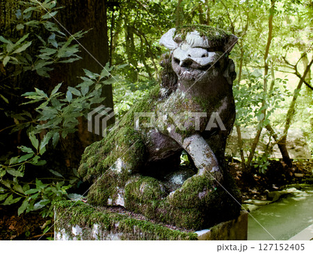 神社に凛々しい狛犬が設置されている風景 神社に凛々しい狛犬が設置されている風景 127152405