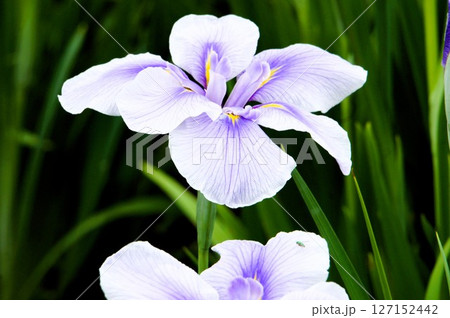 御所遊という花菖蒲 御所遊という花菖蒲 127152442