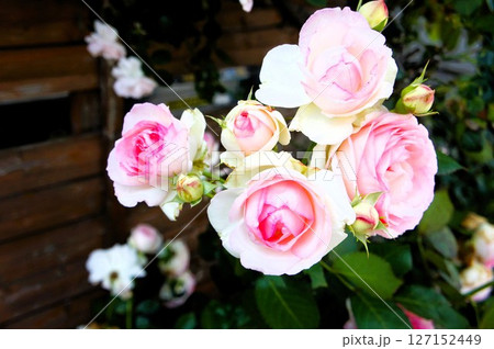 可愛い薔薇の花 可愛い薔薇の花 127152449