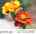花 127152487