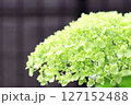 あじさい3 127152488