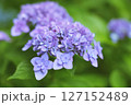 あじさい2 127152489