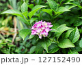 あじさい1 127152490