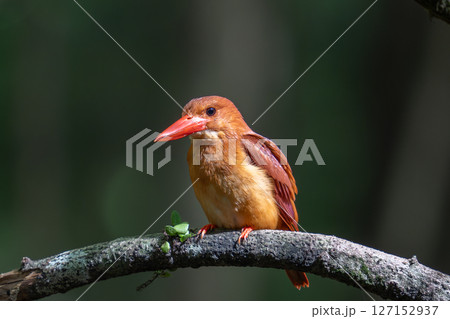 火の鳥　アカショウビン 127152937