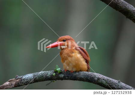 火の鳥　アカショウビン 127152938