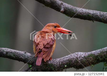 火の鳥　アカショウビン 127152941