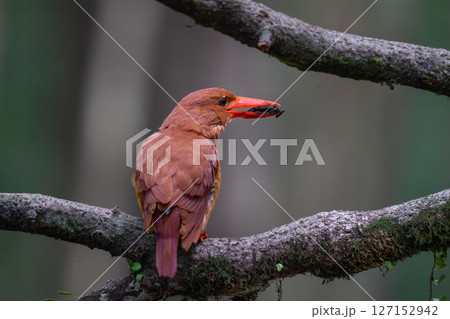 火の鳥 アカショウビン 火の鳥 アカショウビン 127152942