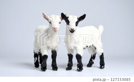 Cute white goat on white background 127153085
