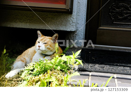 玄関の横でリラックスしている猫 127153309