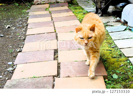 庭を歩いている猫 127153310