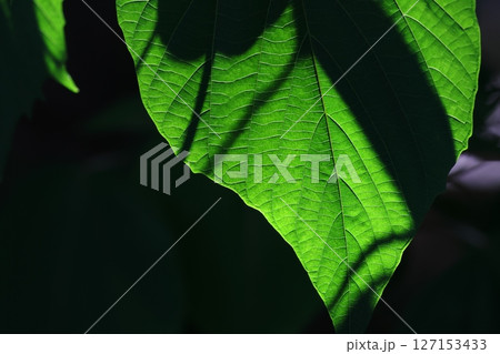 きれいな緑色の葉 きれいな緑色の葉 127153433