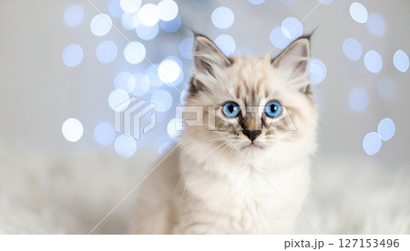 Cute white domestic Persian kitten with striking blue eyes, a beautiful portrait of an adorable young feline 127153496