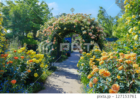 薔薇のアーチ 薔薇のアーチ 127153761