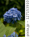 紫陽花 127153910