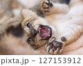 赤ちゃんライオン 127153912
