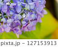 紫陽花 127153913