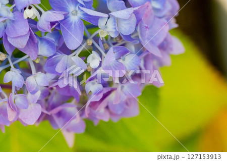 紫陽花 紫陽花 127153913