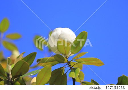 大きな泰山木(タイサンボク)の花 大きな泰山木(タイサンボク)の花 127153988