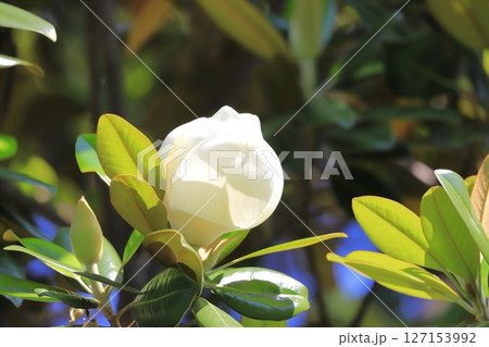 大きな泰山木(タイサンボク)の花 大きな泰山木(タイサンボク)の花 127153992