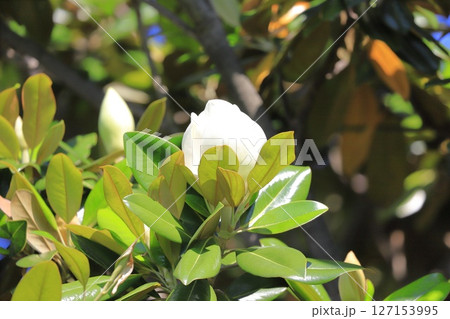 大きな泰山木（タイサンボク）の花 127153995
