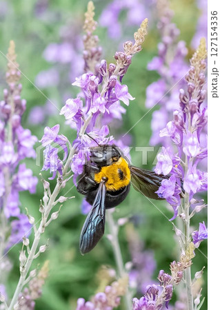 クマバチ 127154336