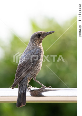 イソヒヨドリ イソヒヨドリ 127154338