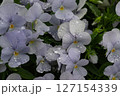 お花 127154339