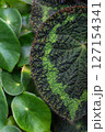 葉っぱ 127154341