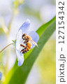 ミツバチ 127154342