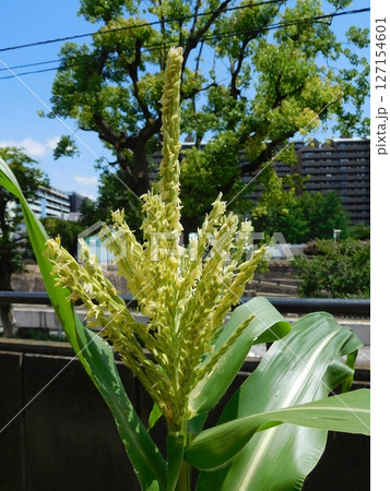 トウモロコシ　雄花 127154601