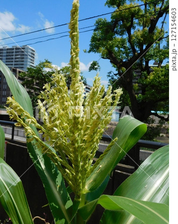 トウモロコシ 雄花 トウモロコシ 雄花 127154603