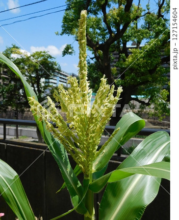 トウモロコシ 雄花 トウモロコシ 雄花 127154604