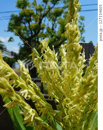 トウモロコシ　雄花 127154605