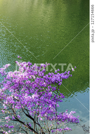春、水辺の花、ミツバツツジの風景-12 春、水辺の花、ミツバツツジの風景-12 127154666