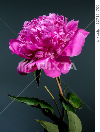 Vivid Pink Peony Blossom Against Dark Teal Background with Water Droplets Vivid Pink Peony Blossom Against Dark Teal Background with Water Droplets 127154706
