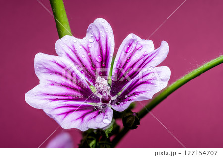 Vibrant Purple Mallow Flower with Sparkling Water Drops Vibrant Purple Mallow Flower with Sparkling Water Drops 127154707