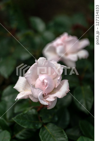 五月のバラ、淡いピンクのコンスタンツェ・モーツァルト 五月のバラ、淡いピンクのコンスタンツェ・モーツァルト 127154833