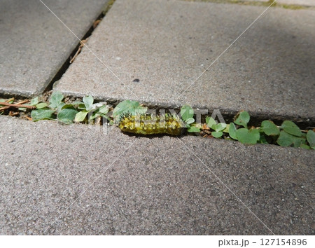 ヒメクロイラガ　幼虫 127154896