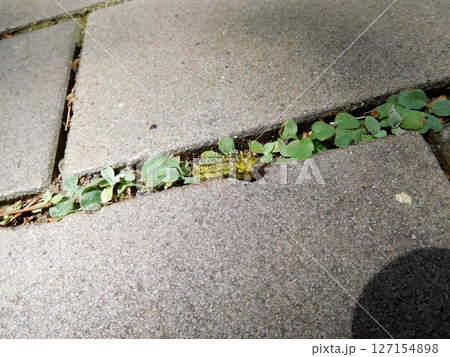 ヒメクロイラガ　幼虫 127154898