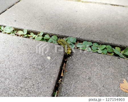 ヒメクロイラガ 幼虫 ヒメクロイラガ 幼虫 127154903