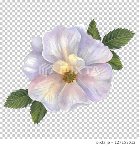 Rosehip rose with leaves watercolor illustration isolated on white background hand drawn Rosehip rose with leaves watercolor illustration isolated on white background hand drawn 127155012