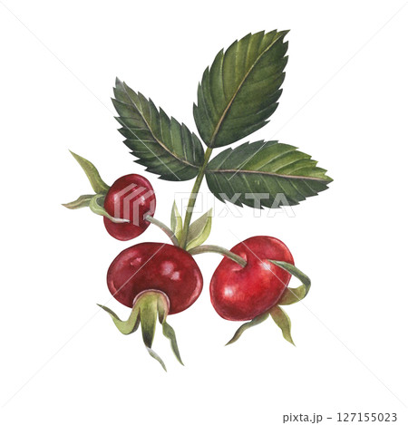 Watercolor rose hips with leaves on white background hand drawn Watercolor rose hips with leaves on white background hand drawn 127155023