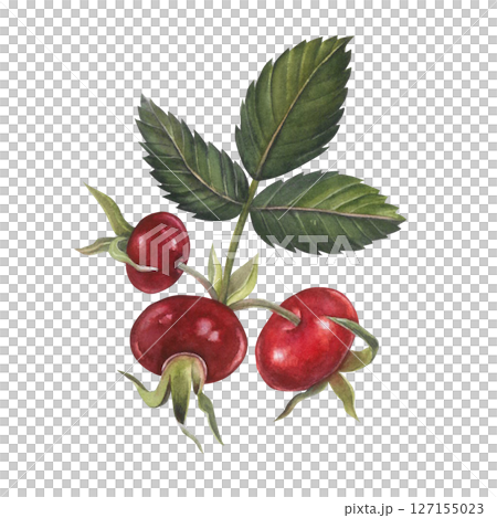 Watercolor rose hips with leaves on white background hand drawn Watercolor rose hips with leaves on white background hand drawn 127155023