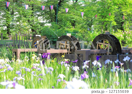 しょうぶ沼公園 水車と色とりどりの花菖蒲 しょうぶ沼公園 水車と色とりどりの花菖蒲 127155039