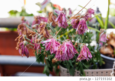 Dried pink flowers with brown edges hang limp in a balcony pot. Signs of dehydration and neglect dominate the scene, evoking a sense of decay and fading life under urban conditions Dried pink flowers with brown edges hang limp in a balcony pot. Signs of dehydration and neglect dominate the scene, evoking a sense of decay and fading life under urban conditions 127155102