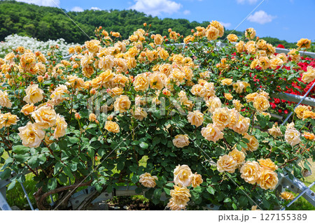 バタースコッチ 127155389