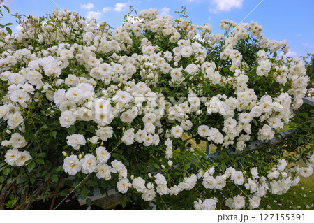 つるアイスバーグ 127155391