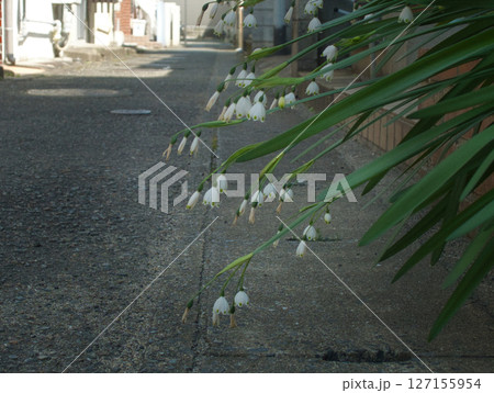 花壇の植物 花壇の植物 127155954