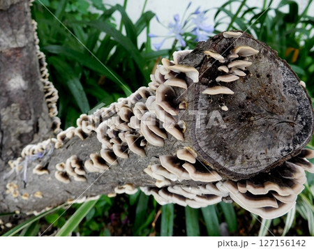 カワラタケ 127156142